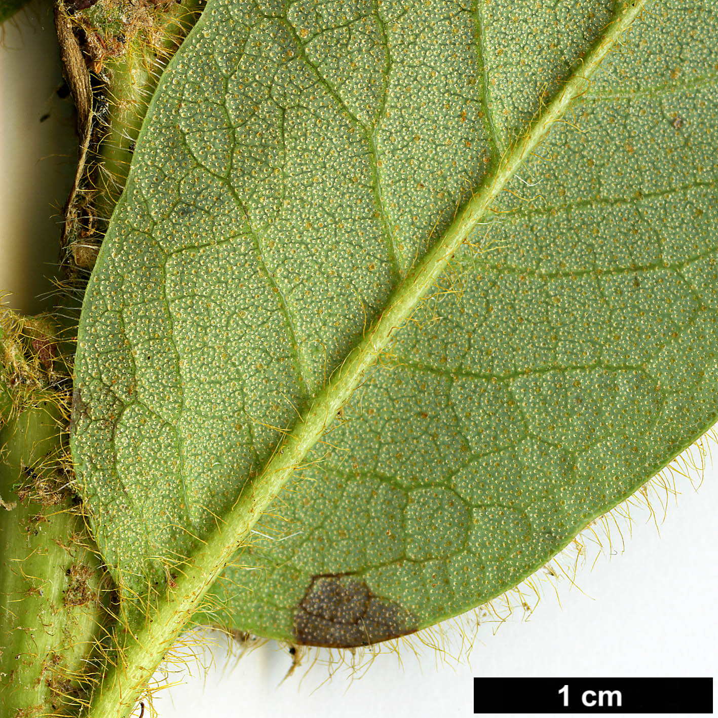 High resolution image: Family: Ericaceae - Genus: Rhododendron - Taxon: aff. valentinianum